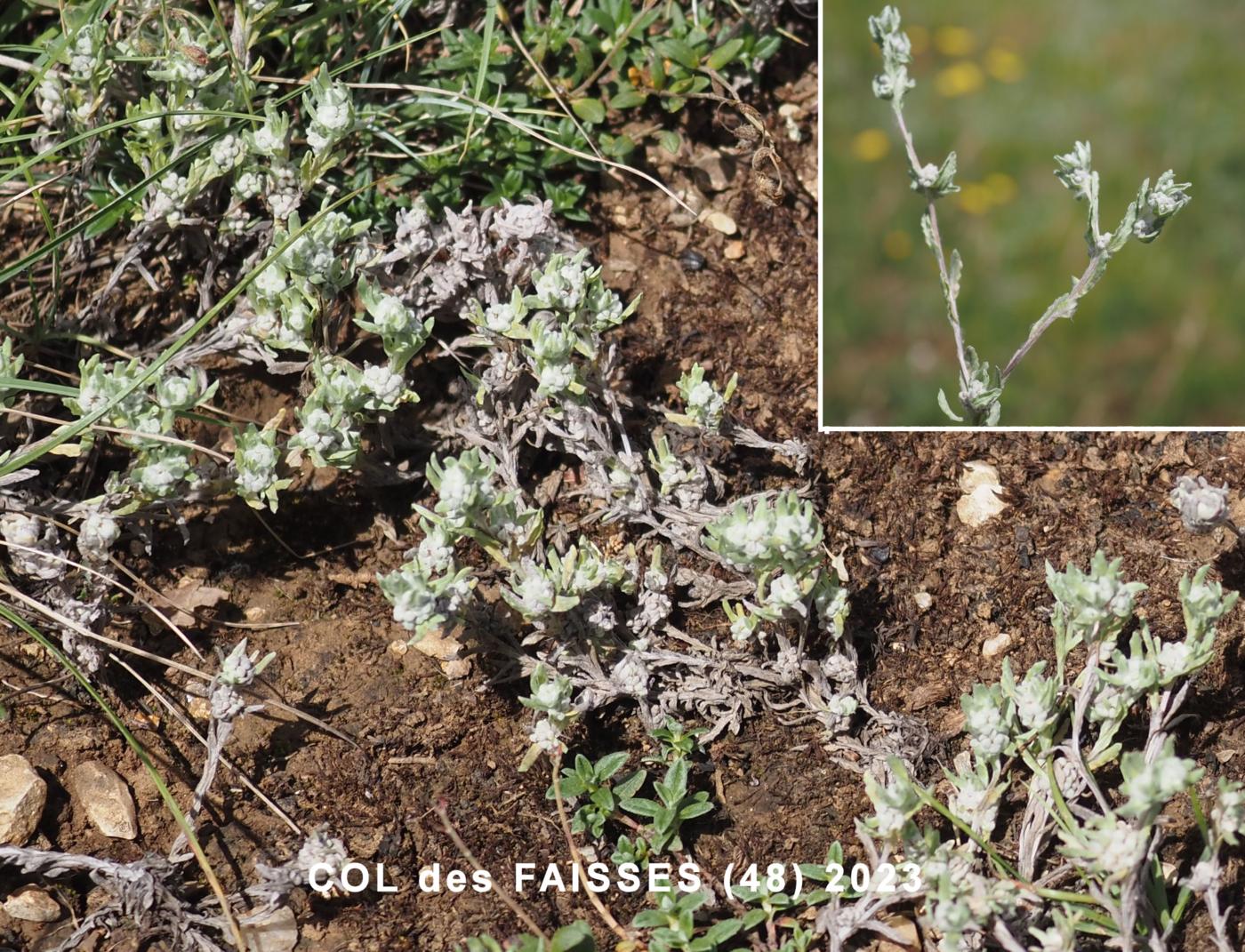Cudweed, Upright plant